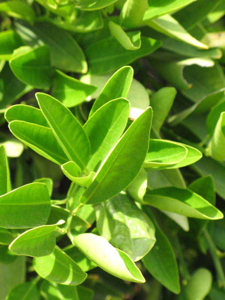            Sun leaves (Riverside, CA)   